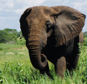 Elephant in Tanzania by Leyland Gnass